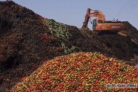 Россия уничтожила тонны импортных продуктов