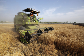 Украина исчерпала квоты на экспорт пшеницы в Евросоюз