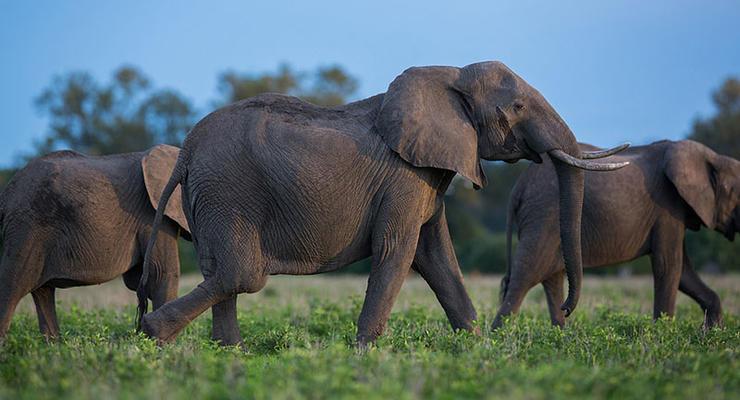 Конго решило покупать у Зимбабве слонов