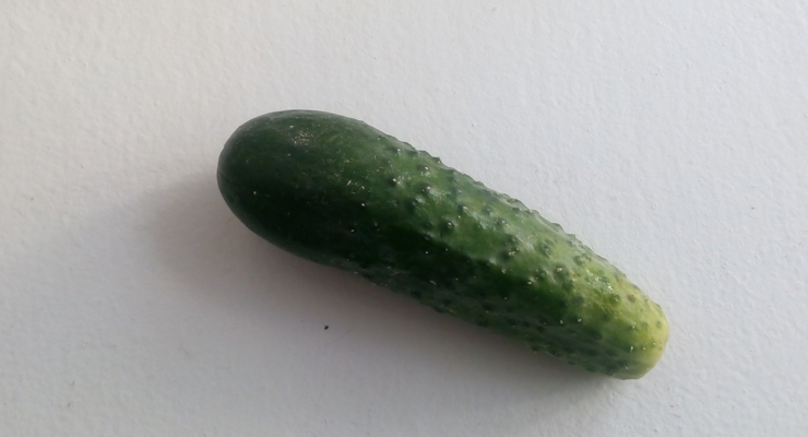 Александр Крамаренко: Усталый огурец