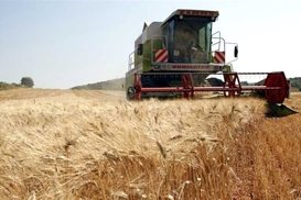 В Украине ожидается уменьшение урожая зерновых культур