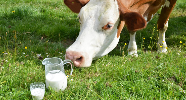 Украинские производители молока теряют доходы