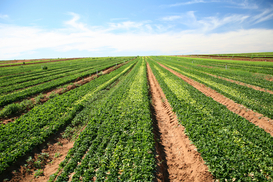 В Украине создадут реестр производителей органической продукции