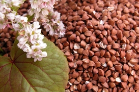 Минагрополитики ждет снижения цен на гречку