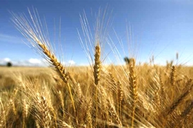 США повысили прогноз урожая зерновых в Украине