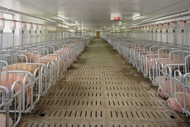 ВТО признала незаконным запрет России на ввоз свинины из ЕС