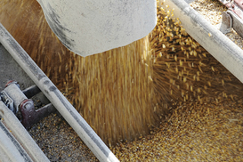 Сотрудники ГФС провели обыск у одесских зернотрейдеров