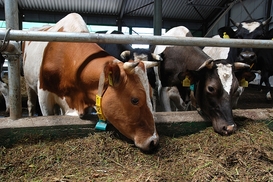 Умная ферма: Как в Украине применяют аграрные инновации