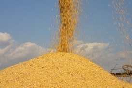 Украина может лишиться статуса крупнейшего поставщика кукурузы в Китай