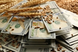 Зерновое пике: Чем Украине грозит обвал цен на пшеницу