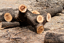 В Украине выросли объемы незаконной вырубки лесов