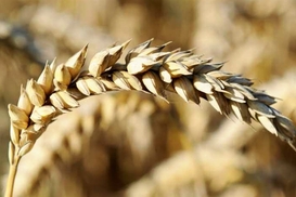 Россия обнулила пошлину на пшеницу