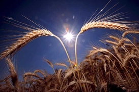 Продовольственная корпорация начала программу закупок зерна