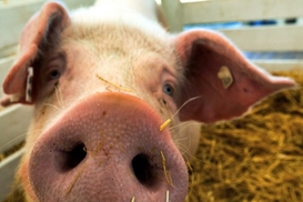 Молдова может приостановить импорт свинины из Украины