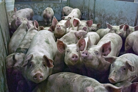 Молдова временно запретила ввоз свинины из Украины