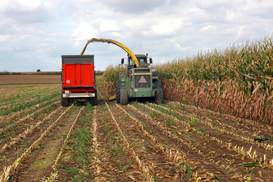 В Минагрополитики ожидают рекордный объем экспорта зерна