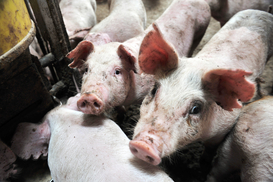 Румыния запретила импорт свинины из Одесской области