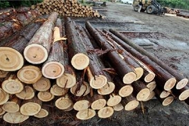 Евросоюз требовал отмены моратория на экспорт леса-кругляка