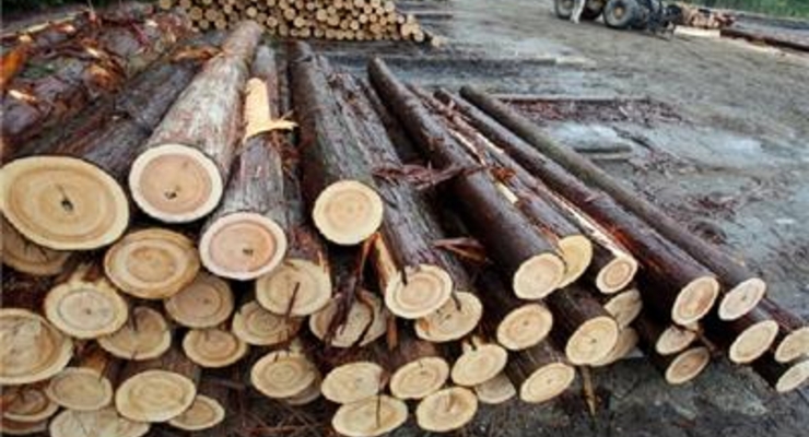 Евросоюз требовал отмены моратория на экспорт леса-кругляка