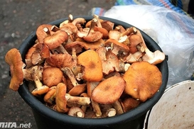 Украина впервые экспортировала в ЕС спирт и грибы