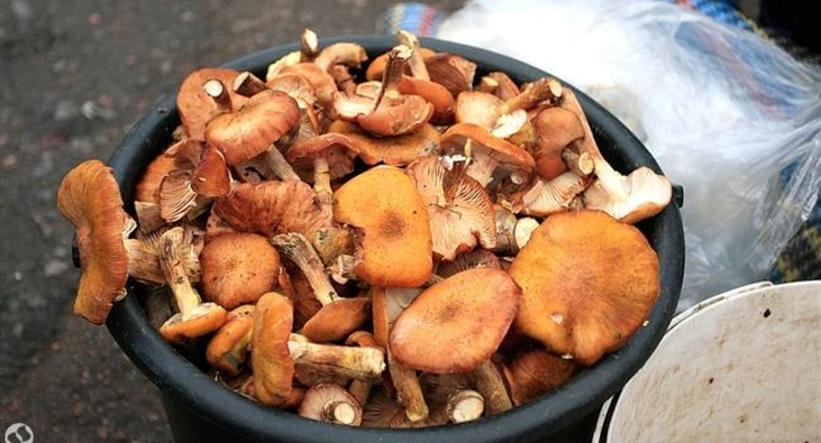 Украина впервые экспортировала в ЕС спирт и грибы