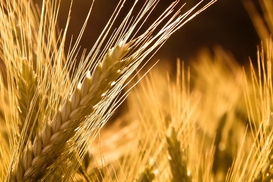 "Аграрный фонд" запускает торговлю зерновыми фьючерсами на бирже