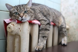 Эксперты о тарифах на тепло: Суммы завышены в пять раз