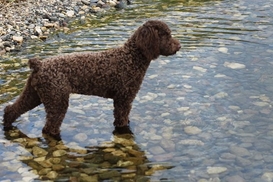 Как не платить налоги: выдайте собаку за овцу