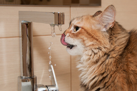 Тарифы на воду для киевлян могут повысить более чем на 18%