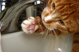 Как решить вопрос начисления стоимости холодной воды