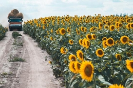 Крупный игрок на масложировом рынке Украины на грани банкротства - СМИ
