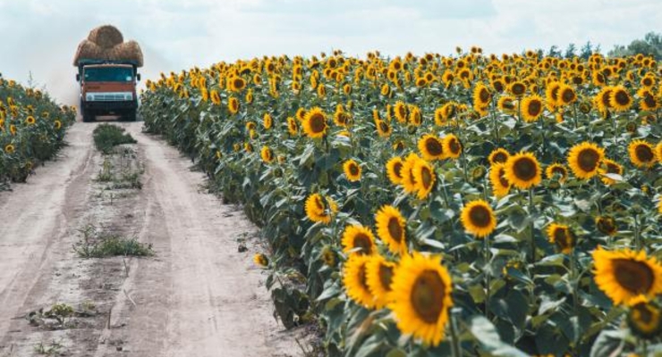 Крупный игрок на масложировом рынке Украины на грани банкротства - СМИ