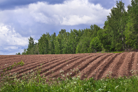 Кабмин дал финансовую оценку земельной реформы