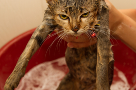 Беспородным разрешат размножаться бесплатно: депутаты переругались и отзывают подписи