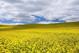 Отмена возмещения НДС на масличные будет стимулировать перерабатывающую отрасль