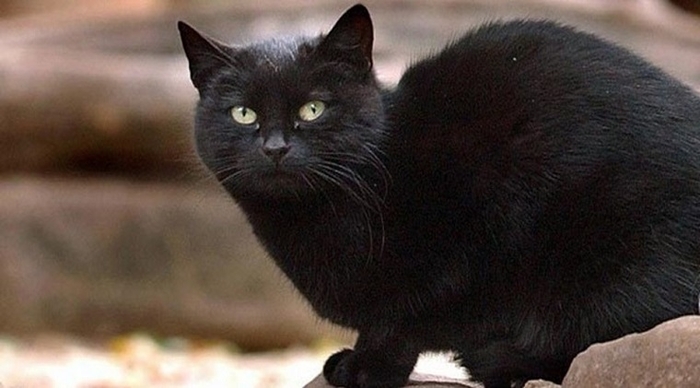 Вот это да: ТОП-5 животных-миллионеров