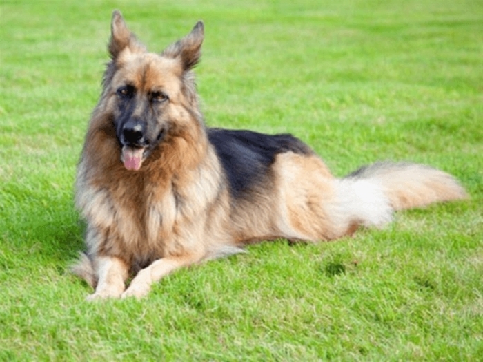 Вот это да: ТОП-5 животных-миллионеров