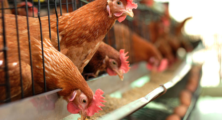 МХП Косюка отказался от покупки птицефабрики в Польше