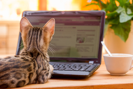 По 20 тысяч с хвоста: сколько можно заработать на породистых кошках