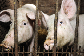 В Украине растут закупочные цены на свинину: график