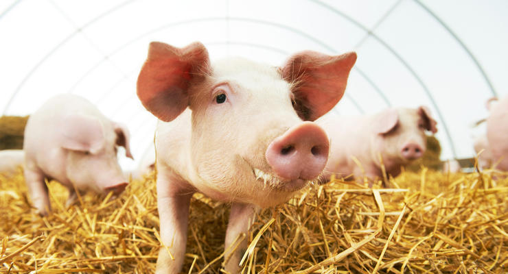 Импорт свинины в Украину вырос вдвое