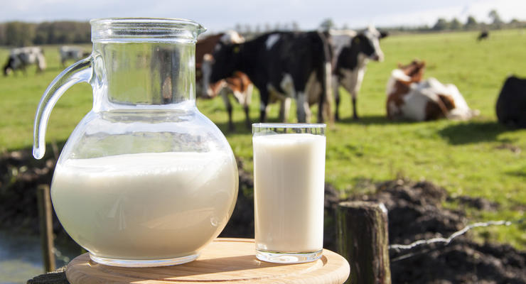 Украина увеличила экспорт молока в четыре раза