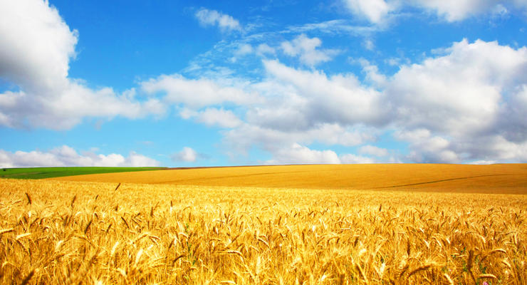 Урожай пшеницы будет меньше из-за засухи - синоптики