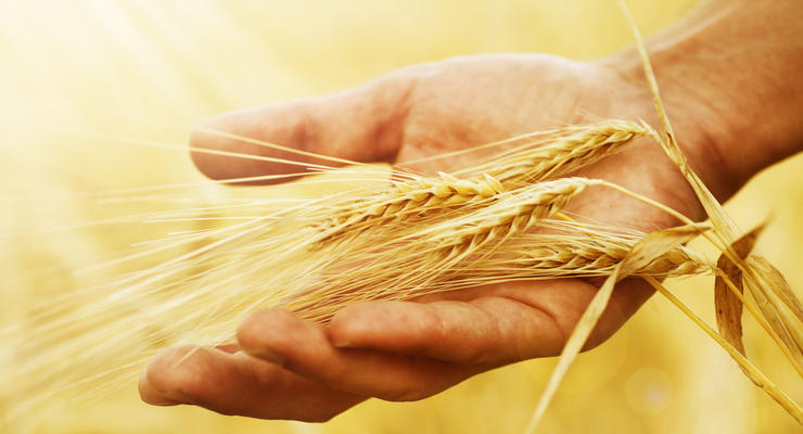 Украина уже собрала почти пять млн тонн зерна нового урожая