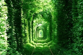 Тоннель любви в Ровно станет платным