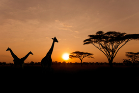 Украина открыла торговый дом в Африке