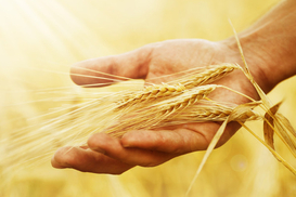 Сколько Украина собрала зерна нового урожая