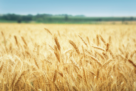 Украина начала экспорт зерна нового урожая