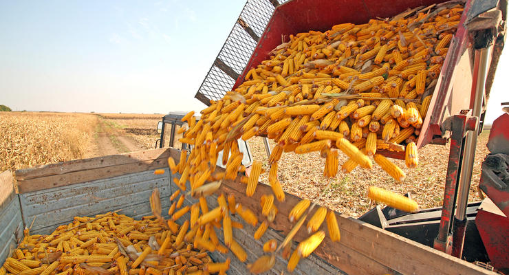 В 2018 году в Украине ожидаются рекордные урожаи кукурузы