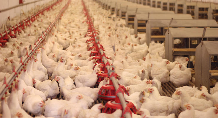 Украина увеличила производство и экспорт мяса птицы